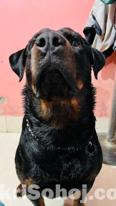 Rottweiler dog